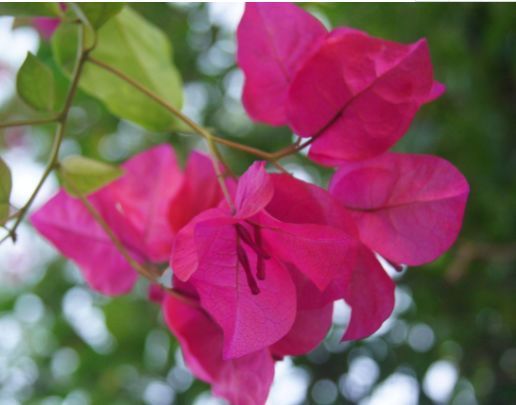 养花,不妨养这四款花,一养就“花开满盆”,漂亮又好养活!