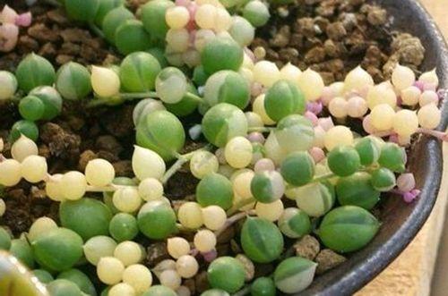 碰到这几种情况，多肉别浇水了！多浇一点就死翘翘