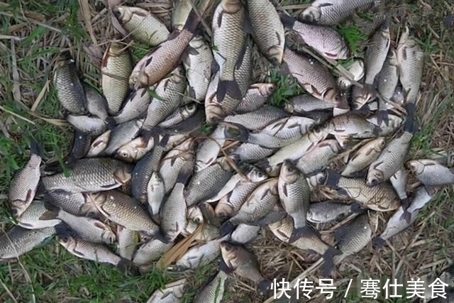 暗草|天气越冷越要找鱼窝,鲫鱼喜欢藏在这些地方,找准位置下钩就上鱼