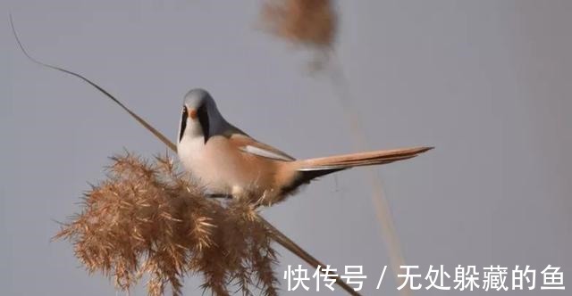 胡须$文须雀每年都来宛平湖越冬！