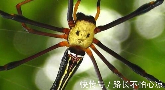 悬疑$龙岭迷窟中的三大怪异生物,两种奇异机关,悬疑读者们必知晓!