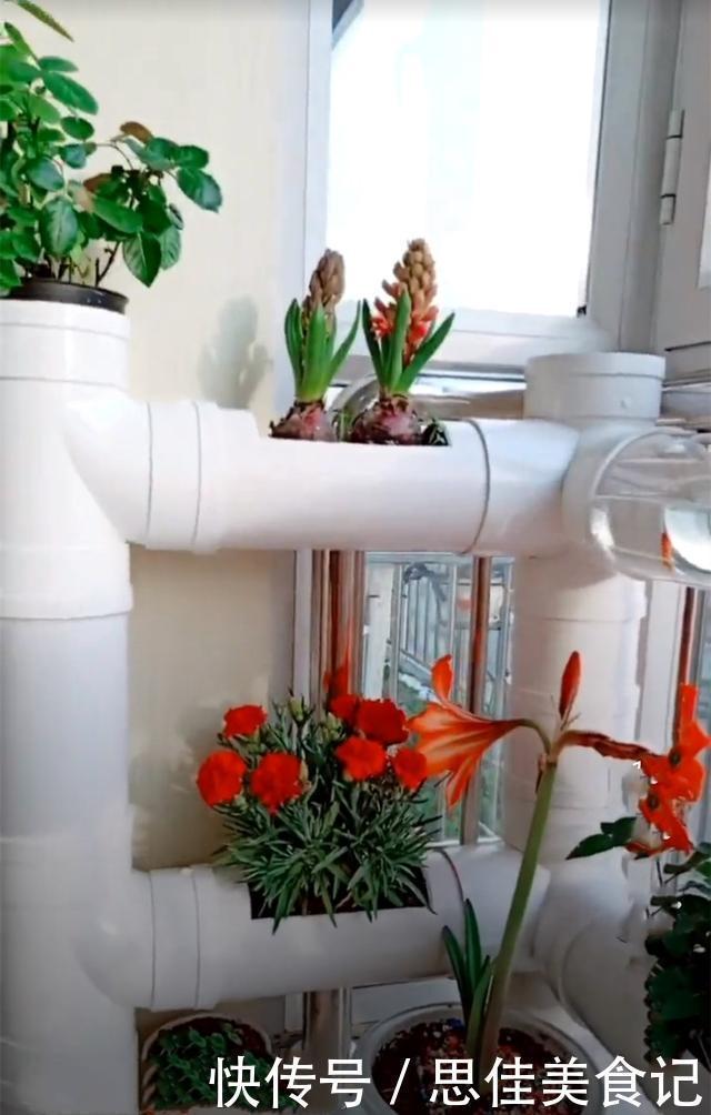 回家|去朋友家参观,被她家阳台圈粉了,塑料管养花养鱼回家我也弄一个
