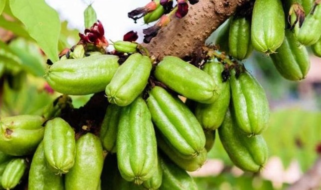 止咳化痰|立秋后，每晚当零食吃2个，止咳化痰，利咽喉，降血压，早吃早好