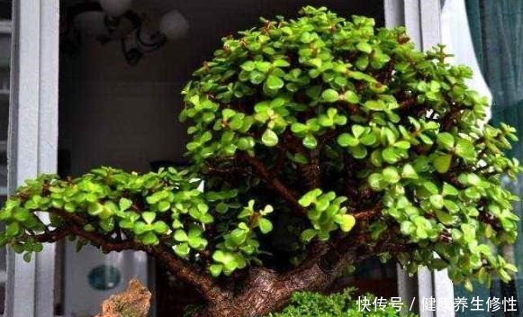 金枝玉叶特好养,3个“小事”做对了,枝粗叶肥,1年变老桩!