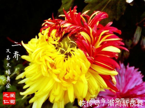 真金|秋天养菊花,就养盆“名贵菊花”,花开“火炼真金”,如鸳鸯戏水
