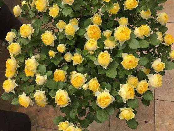 养月季也要用“套路”,学成之后,花苞直冒,1年开花四五次