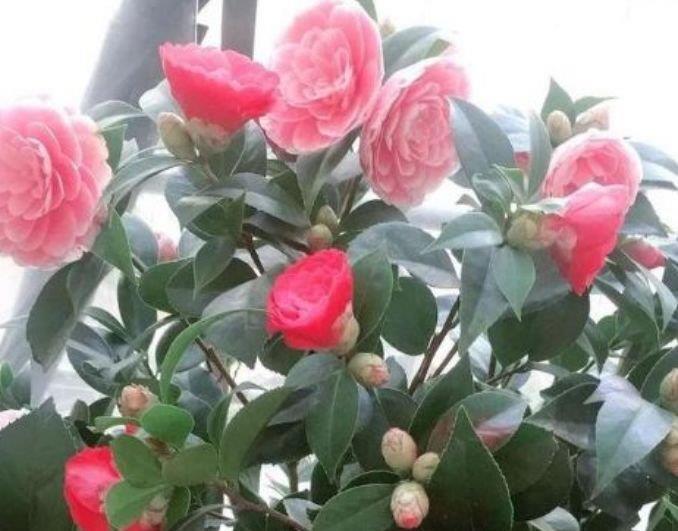 家养这些植物,阳台开出花海,长势好、花色艳,雍容华贵