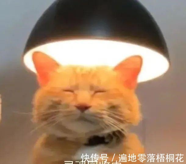 洞洞鞋 救命!这到底是什么