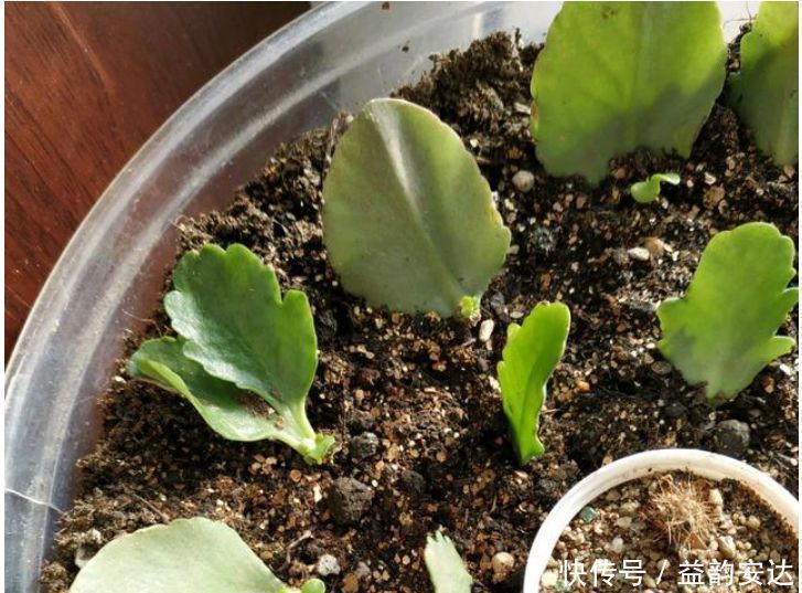 蟹爪兰|今日“种下”3种花,只需1片“叶子”,半月就生根,秋天开满花