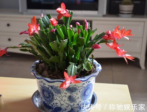 秋季蟹爪兰怎样催花教你“4法”，给它“剪个发”，四季都开花