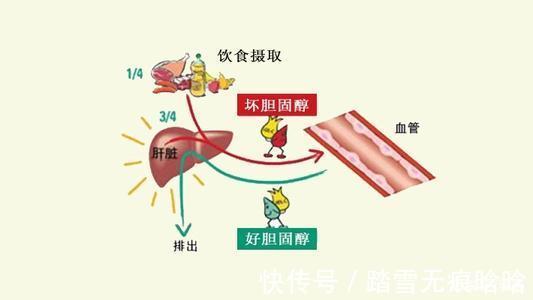 胆固醇|高血脂的“大冤家”被发现了，这1物早晚敞开肚子吃