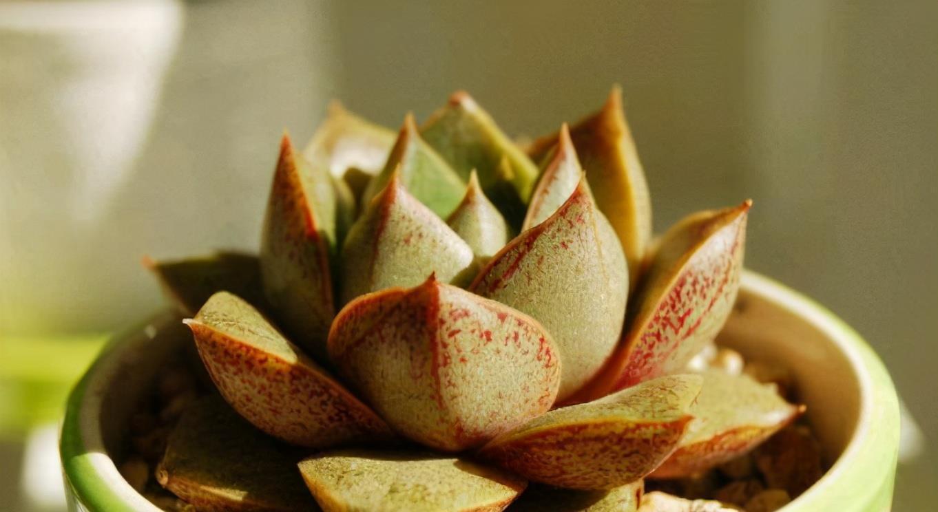 春天给多肉换盆,不仅要会“看”,还要掌握换盆小技巧