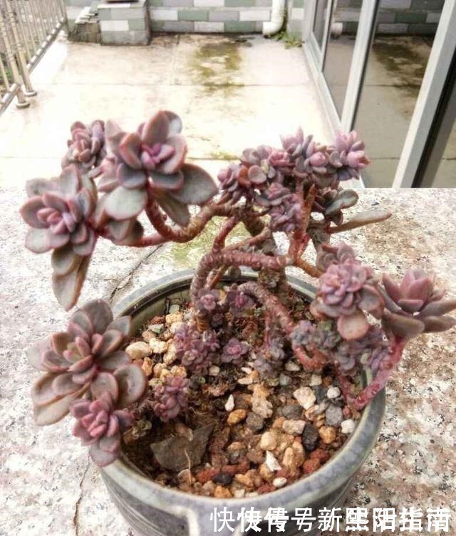 老桩|邻居养了3年多肉,个个长成“悬崖老桩”,到底咋养的!