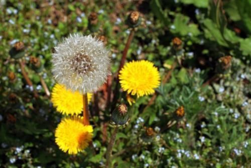 毒素|蒲公英加一宝泡水喝,每天一杯,排出毒素垃圾,给肝脏洗个澡