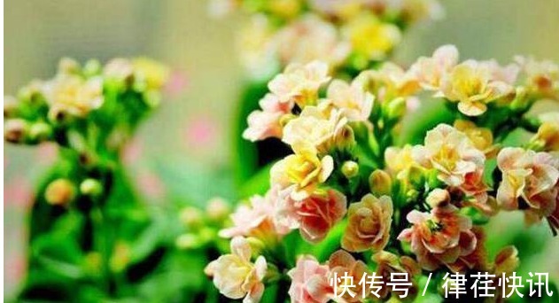 君子兰、长寿花、蟹爪兰总不开花,可能盆里缺点它,加一点就开花