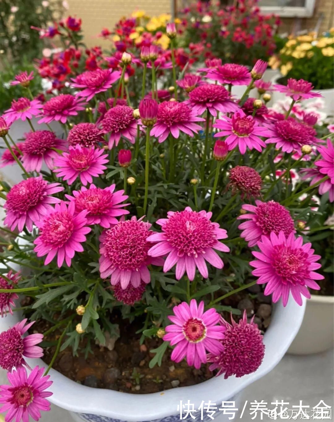 花苞|天热了，20种花最怕浇水，浇得越多，死得越快