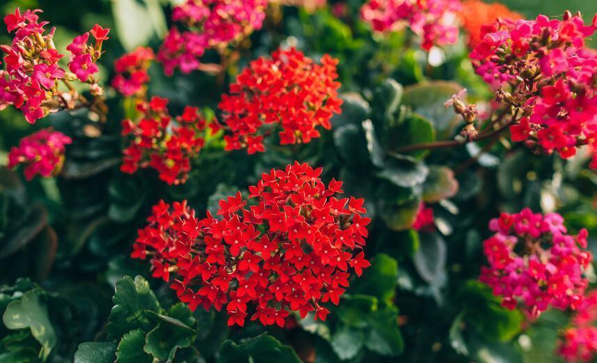 长寿花秋季怎么养才能长势好,有些细节千万要注意