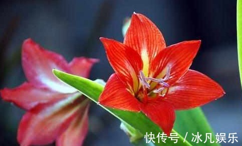 朱顶红只长叶子不开花,这样剪一下,开花越来越多,美极了