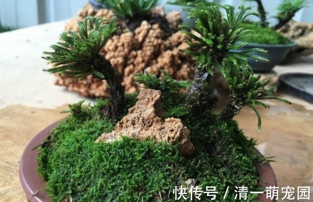 卷柏|5种不起眼的“小草”，挖回来做成盆景，越看越漂亮