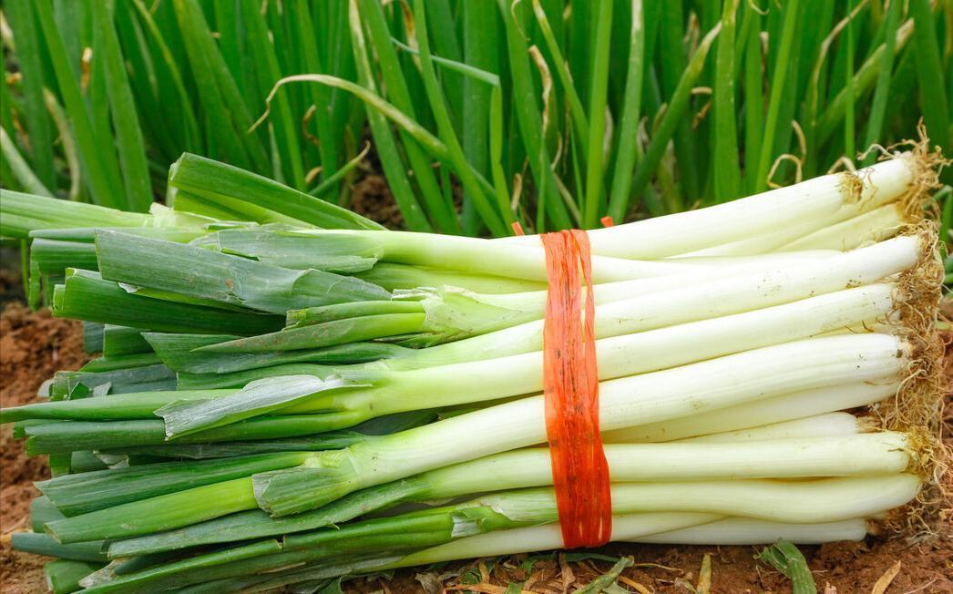 冬天大葱如何保存?教你3个好方法,平房楼房都适用,新鲜不烂根