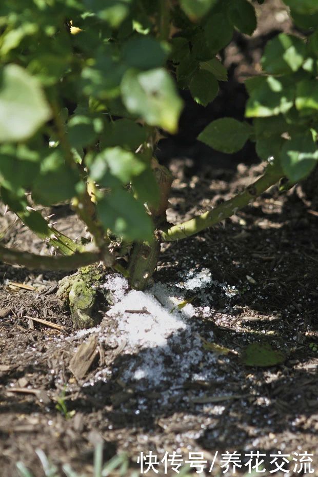 养花时分清植物缺乏哪种肥料，黄叶及时用这种肥，快速恢复翠绿