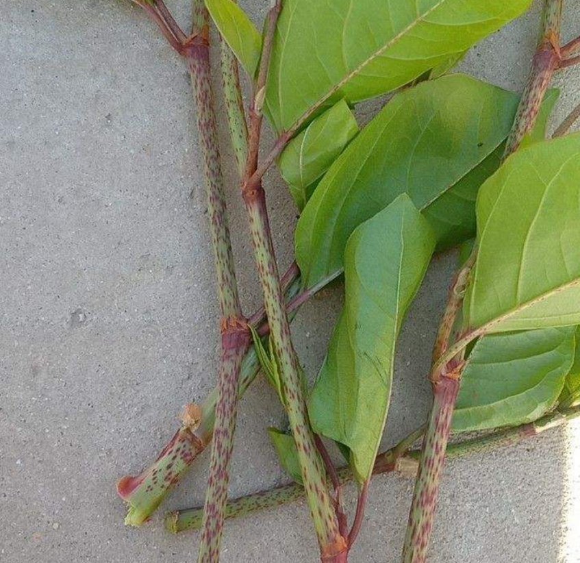  横行霸道的日本虎杖，在中国被吃怂了，10元一斤不够卖