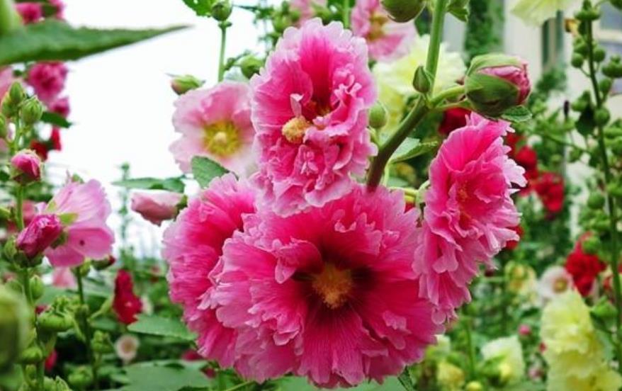 4种花，容易打理易开花，“花香”飘满屋，花美心情好！