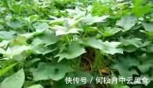 江南人|60种常见野菜,高清大图,收集全了真不容易!