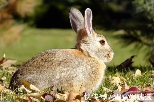 好事|未来7天，家中喜事连连，好事接二连三的3大生肖