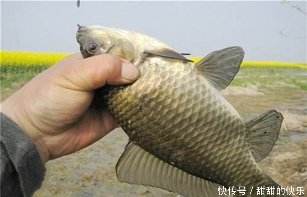 仲春钓鲫鱼,试试这款鸡蛋饵,上鱼快咬钩猛,连竿到手抽筋!