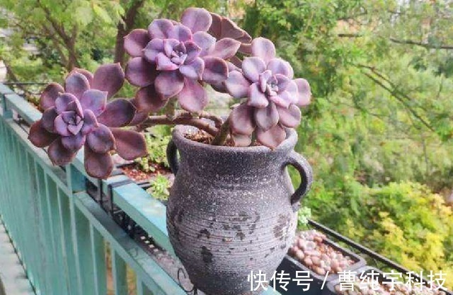 紫乐|入夏养多肉首选''4种'',好养易度夏,2年成“老桩”,高档又霸气!