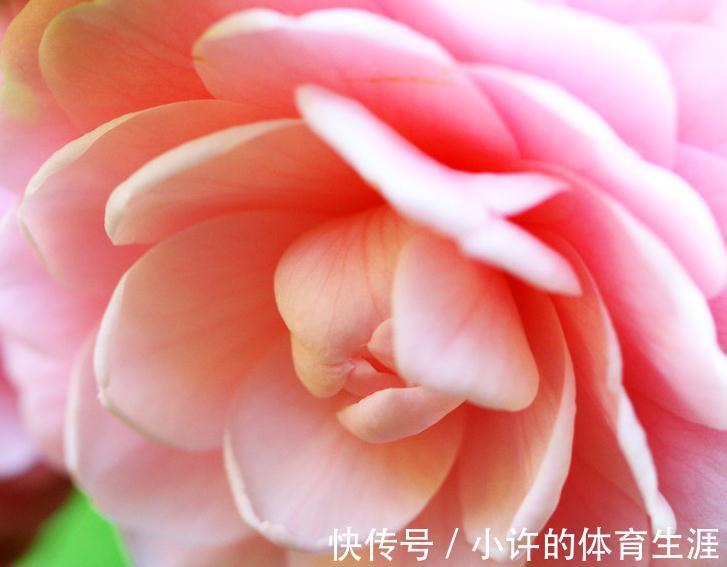 茶花秋季这样养,叶子油绿长得旺,花苞多的放不下