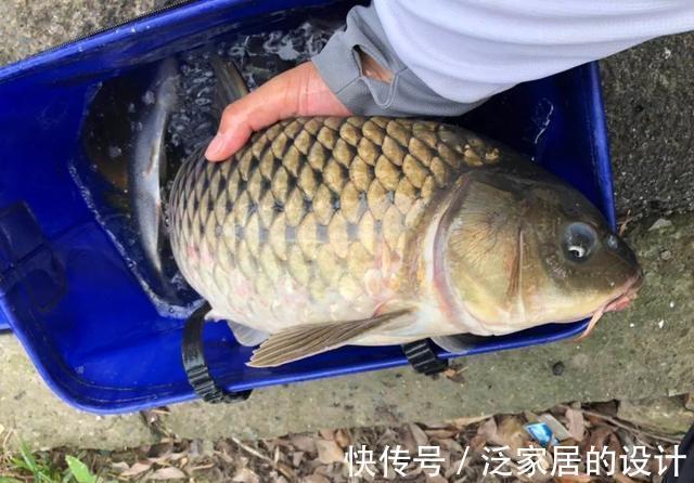 鄙视链|钓鱼圈也存在鄙视链？野钓黑坑吵得最凶，路亚在角落瑟瑟发抖