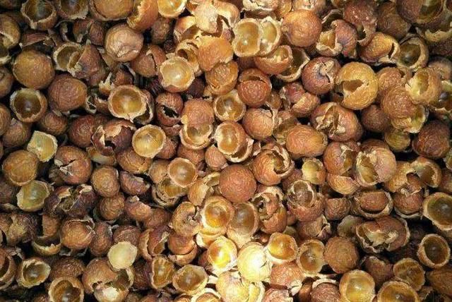 农作物|一种有毒植物，果实俗称“假龙眼”，曾捡去卖钱，如今落地没人要