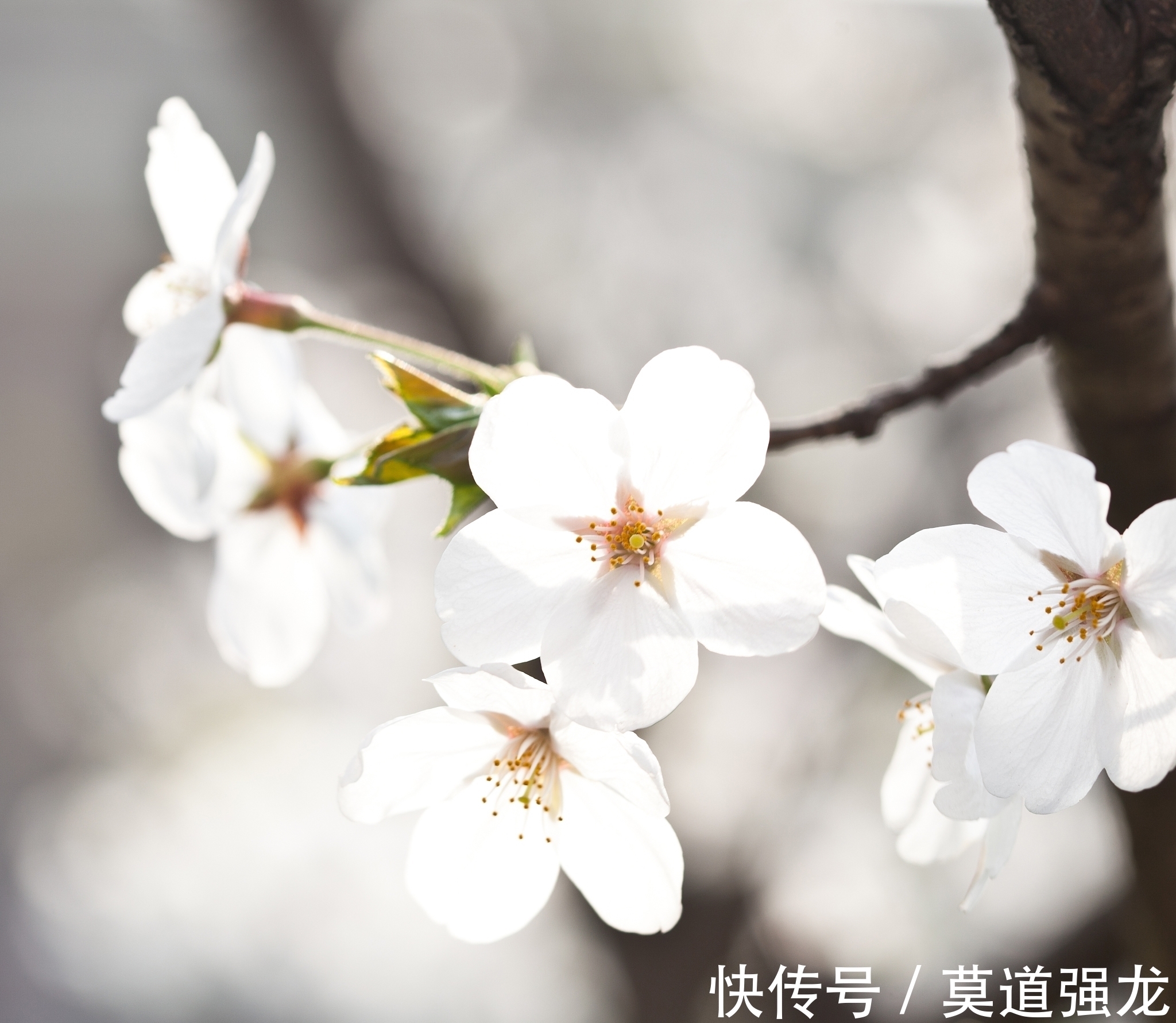 院落#古代梨花诗七首，其中一首是西游记作者吴承恩所作，您喜欢吗