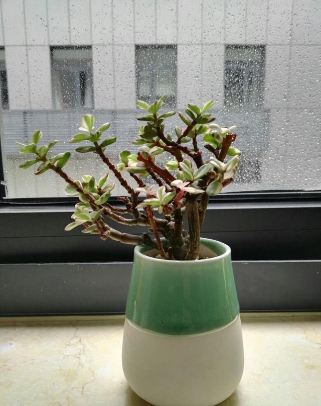 植株|家养2种“树”,过几年就能增值,平日养护也简单!