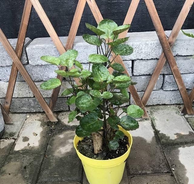 年底选年宵花,别落下3种招财花,象征好寓意