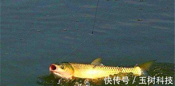 野钓如何运用长短子线,以及子线粗细选择的一些方法