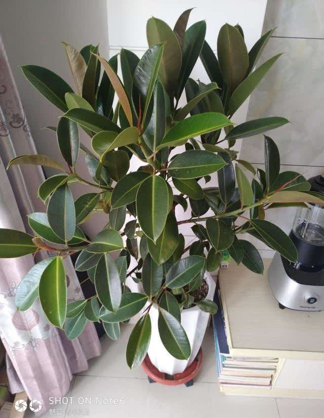 20种吉利大盆栽,客厅放一盆,吸收废气去异味,寓意好更养人