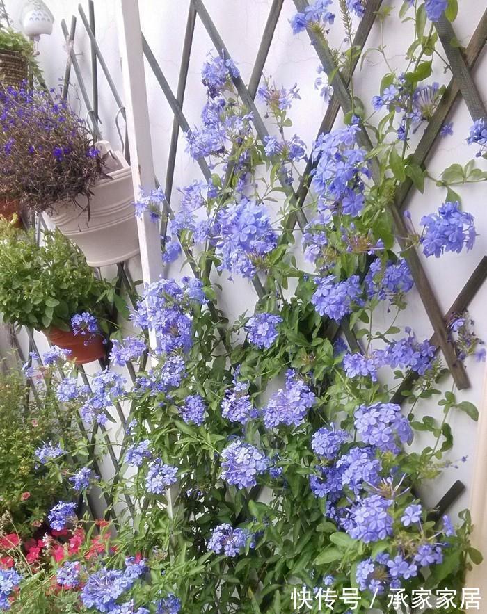 8月中旬,养花首选这5种,爱开花不说,关键是好养