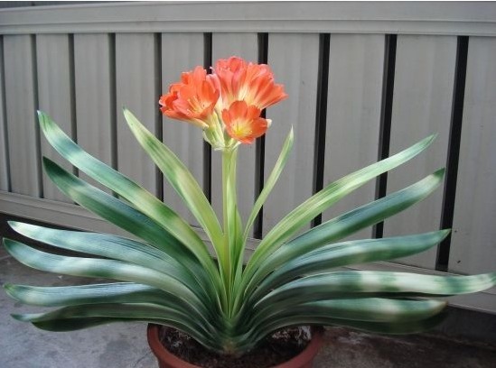 老花农养花秘诀给君子兰喝一勺,不烂根、叶绿花艳!非常漂亮