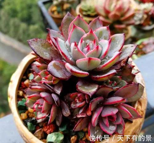 谨记|多肉出现“三情况”,千万别暴晒,不然黑腐又化水,新手谨记