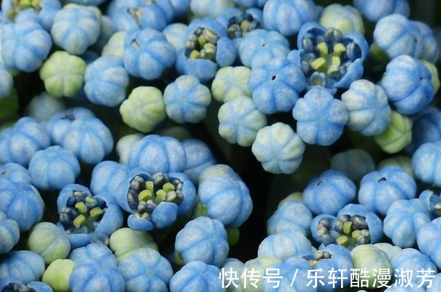 白羊座|喜鹊报喜,真情涌现,执着难离,意,和好如初,共浴爱河