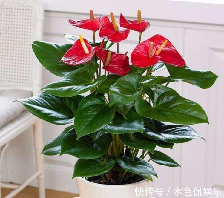 四种花常年开花易爆盆，花朵多又艳，直接变成“小花园”！