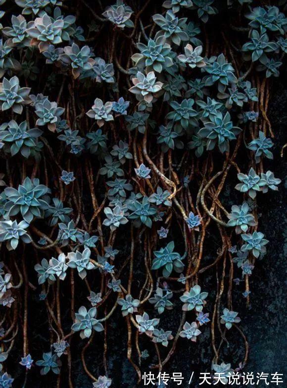 养不死的多肉排名,入坑必选,普货练手不怕浪费