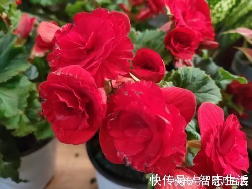 松针土是养花万能土，但是别乱用，不同状态的松针，要区别对待