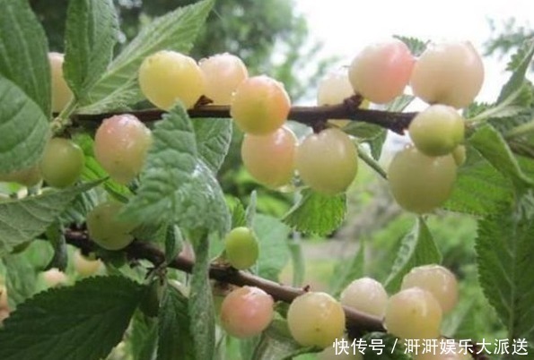 改善|有种水果父母要舍得常买给孩子吃,能保护牙齿,还能改善孩子近视