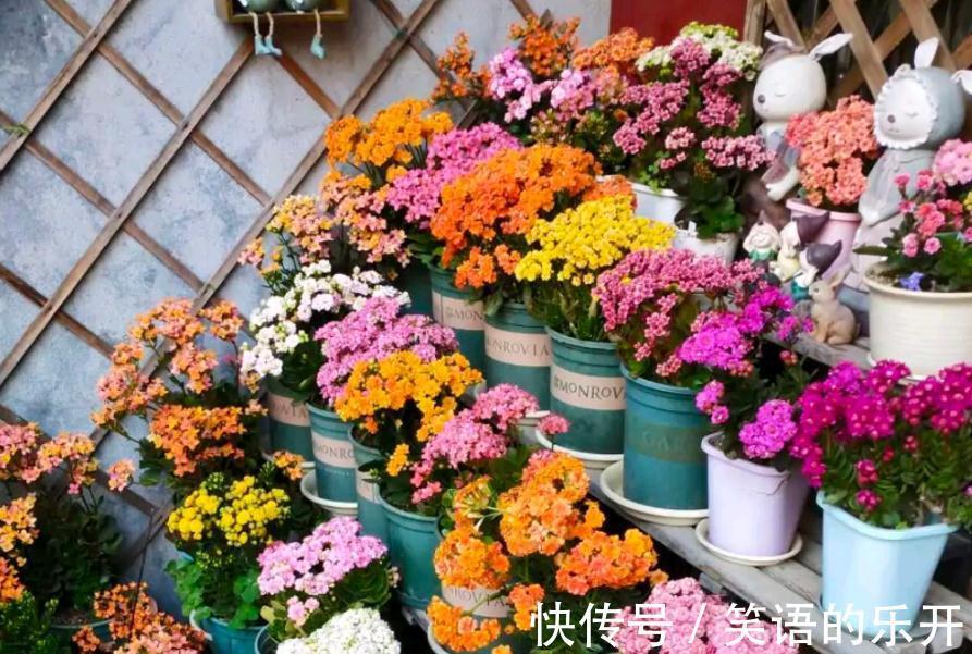 养长寿花，掌握住这5点要求，植株花开满枝，不再限于冬日