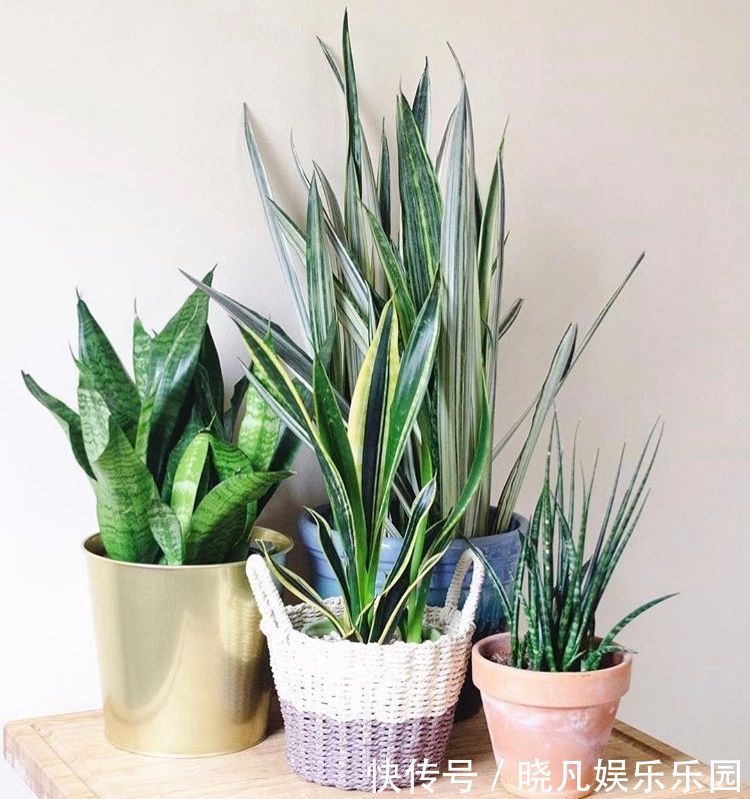 人养花，花养人，6种花越养越健康，养人又旺财