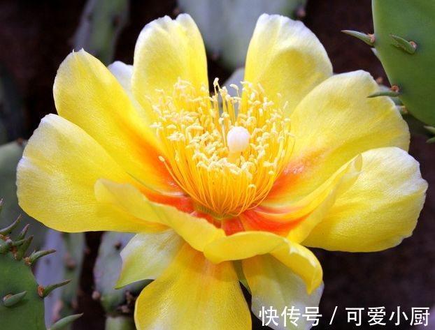 农历十一月大雪过后,养什么花?家里养3种花,投之以桃报之以李